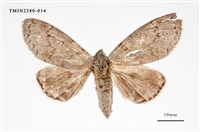 藏品(結麗毒蛾)的圖片